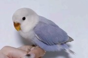 以宠物为伴，以好养亲人（选择适合的宠物，陪伴幸福生活）