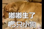 金毛幼犬如何补充营养？（金毛幼犬的饮食要点和营养补给品推荐）