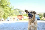 探究狗的成年时间（从幼犬到成年犬，狗需要多少时间才能成年？）