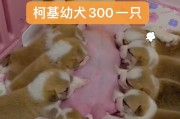 如何正确喂养柯基幼犬（挑选纯种柯基的技巧）