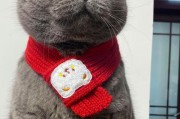 养猫咪比养狗狗好的原因（探寻为什么养猫比养狗更好？）