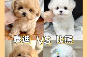 挑选泰迪犬的注意事项（饲养泰迪的关键要点）