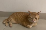 探究猫咪拉粑粑时为何会叫？（探索猫咪叫声的背后原因与意义）