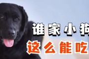 狗狗一岁适宜的狗粮选择（了解狗狗的营养需求，为它选择最佳狗粮）