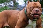 比特犬的生长过程与成熟年龄（从幼犬到成年犬，比特犬的发育历程探究）