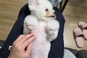 狗狗配好多久生？（解答你关于狗狗配对繁殖的疑惑）
