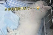 狗狂犬病潜伏期揭秘（追踪病毒时间与狗共舞的宁静时刻被突袭）