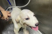 萨摩耶犬洗澡频率的重要性（如何确定萨摩耶洗澡的最佳频率）
