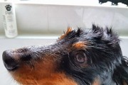 狗狗为什么总有眼屎？（探索狗狗眼屎的成因及如何处理）