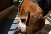 比格犬的骨头饮食需求及注意事项（探究比格犬最适合的骨头类型以及饮食建议）