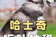 解决哈士奇没有胃口的问题（探究胃口不佳的原因及应对方法）