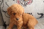泰迪钙补多了会怎么样？（了解泰迪犬补钙的正确用量与效果）