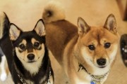 训练柴犬的5个实用技巧，让你的柴犬成为乖巧听话的伙伴