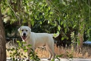 以猎犬为伴，展现你的风采（追风逐浪，无惧挑战——猎犬成为时尚新宠）