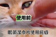 猫咪眼睛何时变色？（探寻猫咪眼睛变色的奥秘）