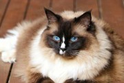 养一只伯曼猫——与不太常见的猫共度美好时光（探索伯曼猫的独特魅力，领略与传统猫咪不同的陪伴之旅）