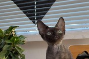 了解德文卷毛猫的起源与特点（德文卷毛猫）