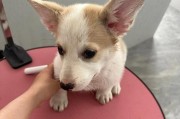 贵宾犬美容（了解贵宾犬剃光毛的最佳时刻，打造完美的美容效果）