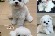 比熊狗进窝后多久会生产（探究比熊狗进窝到分娩的时间周期和特征）