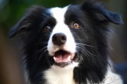 边境牧羊犬（边境牧羊犬的性格特点以及购买边境牧羊犬需要了解的价格）