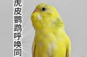 以虎皮鹦鹉为主题的水果喂养指南（为你的虎皮鹦鹉选择适宜的水果，让它健康快乐）