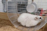 银狐仓鼠的喂养指南（上手银狐仓鼠，喂食要点全解析！）