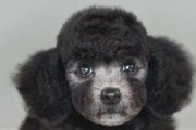 为什么灰色贵宾犬如此昂贵？（探究灰色贵宾犬价格的背后原因及如何选择）