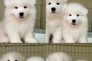 如何选择适合萨摩幼犬的狗粮（评估狗粮品牌的关键因素及推荐）
