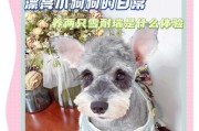 雪纳瑞的养育之道（喂食注意要定时定点）