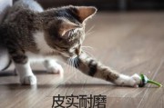 为什么小狗会抓地板？（了解小狗抓地板的原因与解决方法）