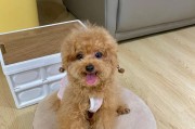 泰迪犬毛不卷的魅力（解密毛发不卷的秘密，让你爱上泰迪犬）