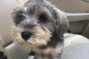雪纳瑞犬的三个品种及其智商差异（不同体型、性格的雪纳瑞犬展现出不同的智商特点）
