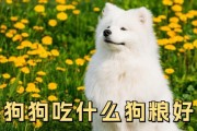 体弱比格犬的健康之选（为体弱的比格犬找到合适的营养来源）