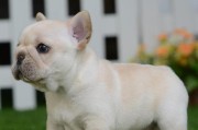 揭秘法国斗牛犬价格之谜（为什么法国斗牛犬一直如此昂贵？老板的解释让外行人瞠目结舌！）