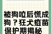 狗狗打狂犬疫苗（了解疫苗生效时间，守护你的毛绒宝贝）