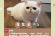 加菲猫的寿命（探索加菲猫的预期寿命及其饮食禁忌）