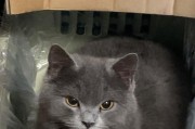 英短猫寿命揭秘