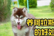 为什么“阿拉斯加犬”很少人养？（了解阿拉斯加犬的特点与挑战，决定是否适合养宠物狗）