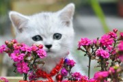 折耳猫的寿命及其影响因素（10-13年的平均寿命，纯种猫更短寿）