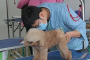 寄宠物狗所需手续一览（了解寄宠物狗的必要程序和注意事项）