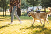 遛狗时的安全措施（确保您和爱犬散步无忧）