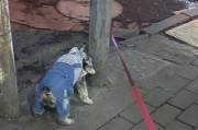 幼犬身上臭的原因及解决方法（揭开幼犬身上臭的秘密，让你的小狗清爽无臭）