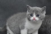 英国短毛猫的15种颜色大（探索英国短毛猫丰富多彩的毛色品种）