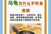 养乌龟的喂食指南（乌龟的饮食需求及合适的食物种类）