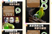鹦鹉的特点及魅力（了解鹦鹉的个性与习性）