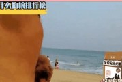 泰迪的营养自制粮食大揭秘（了解泰迪需要的营养，让它吃得健康快乐）