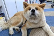 秋田犬——你的理想伴侣（探索秋田犬的特点与养育要点）