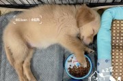 金毛犬的饮食需求与健康管理（探究金毛犬两个月的饥饿程度及应对策略）