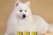 六个月的萨摩耶犬适合吃哪种狗粮？（为您的宠物选择适合的狗粮）
