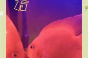 鹦鹉鱼的养殖与长寿秘籍（打造健康快乐的鹦鹉鱼家庭宠物）